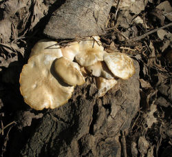 Agrocybe cylindracea (Chestnut Mushroom)
- (Click for hires photos and details)