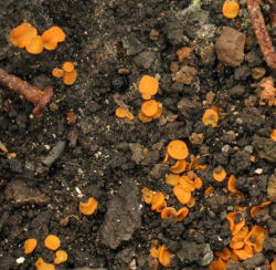 Anthracobia melaloma (English name not known)
- (Click for hires photos and details)