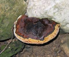 Aurificaria indica (English name not known)
- (Click for hires photos and details)