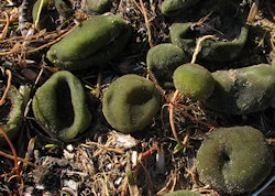 Codium bursa (Ball Alga)
- (Click for hires photos and details)