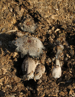 Coprinopsis cinerea (Inky cap fungus)
- (Click for hires photos and details)