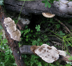 Coriolopsis gallica (Polypore fungus)
- (Click for hires photos and details)