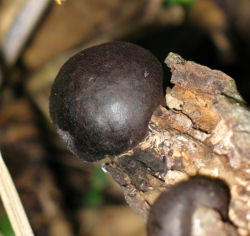 Daldinia concentrica (Cramp Balls)
- (Click for hires photos and details)