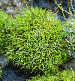 Eucladium verticillatum (Whorled Tufa-moss)
- (Click for hires photos and details)