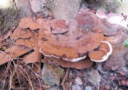 Ganoderma australe (Southern Bracket)
- (Click for hires photos and details)
