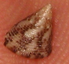 Jujubinus striatus (Grooved Jujubinus)
- (Click for hires photos and details)