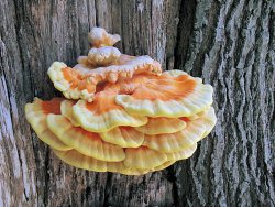 Laetiporus sulphureus (Chicken of the Woods)
- (Click for hires photos and details)