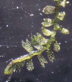 Leiocolea turbinata (Top Notchwort)
- (Click for hires photos and details)