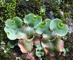 Lunularia cruciata (Crescent-cup Liverwort)
- (Click for hires photos and details)