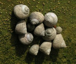 Osilinus articulatus (English name not known)
- (Click for hires photos and details)