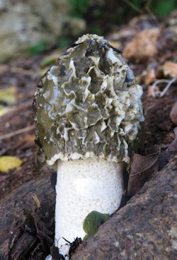 Phallus impudicus (Common stinkhorn)
- (Click for hires photos and details)