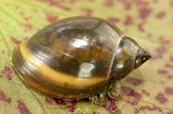 Physella acuta (Tadpole Snail)
- (Click for hires photos and details)