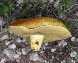Suillus collinitus (Pine Boletus)
- (Click for hires photos and details)