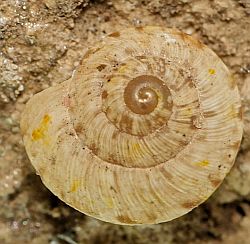 Xerocrassa meda (English name not known)
- (Click for hires photos and details)