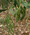 Acacia pycnantha / Pea or Bean