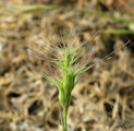 Aegilops neglecta / Grass