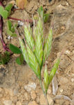 Bromus hordeaceus subsp. thominei / Grass