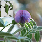 Cicer arietinum / Pea or Bean