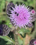 Cirsium arvense / Daisy or Sunflower