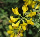 Coronilla valentina subsp. glauca / Pea or Bean