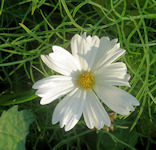 Cosmos bippinatus / Daisy or Sunflower