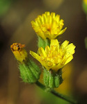 Crepis capillaris / Daisy or Sunflower