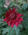 Chrysanthemum × morifolium / Daisy or Sunflower
