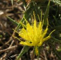 Carthamus creticus / Daisy or Sunflower