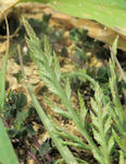 Catapodium balearicum / Grass