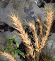Festuca ambigua / Grass