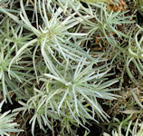 Helichrysum italicum / Daisy or Sunflower