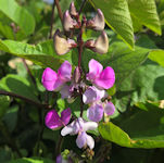 Lablab purpureus / Pea or Bean
