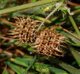 Medicago arabica / Pea or Bean