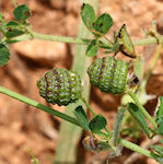 Medicago turbinata / Pea or Bean