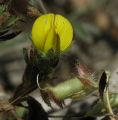 Ononis viscosa / Pea or Bean