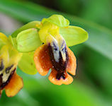 Ophrys numida / Orchid