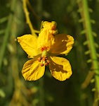 Parkinsonia aculeata / Pea or Bean