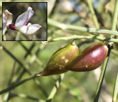 Retama raetam / Pea or Bean