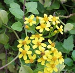 Senecio angulatus / Daisy or Sunflower