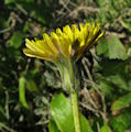Sonchus bulbosus / Daisy or Sunflower