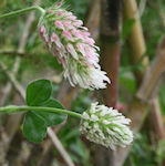 Trifolium incarnatum / Pea or Bean