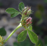 Trifolium lucanicum / Pea or Bean