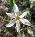 Narcissus deficiens (Triparted-crown late Narcissus) - CLICK TO ENLARGE PHOTO