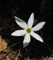 Narcissus deficiens (Triparted-crown late Narcissus) - CLICK TO ENLARGE PHOTO