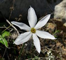 Narcissus deficiens (Triparted-crown late Narcissus) - CLICK TO ENLARGE PHOTO