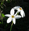 Narcissus deficiens (Triparted-crown late Narcissus) - CLICK TO ENLARGE PHOTO