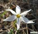 Narcissus deficiens (Triparted-crown late Narcissus) - CLICK TO ENLARGE PHOTO