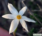 Narcissus deficiens (Triparted-crown late Narcissus) - CLICK TO ENLARGE PHOTO