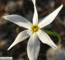 Narcissus deficiens (Triparted-crown late Narcissus) - CLICK TO ENLARGE PHOTO