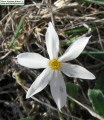 Narcissus deficiens (Triparted-crown late Narcissus) - CLICK TO ENLARGE PHOTO